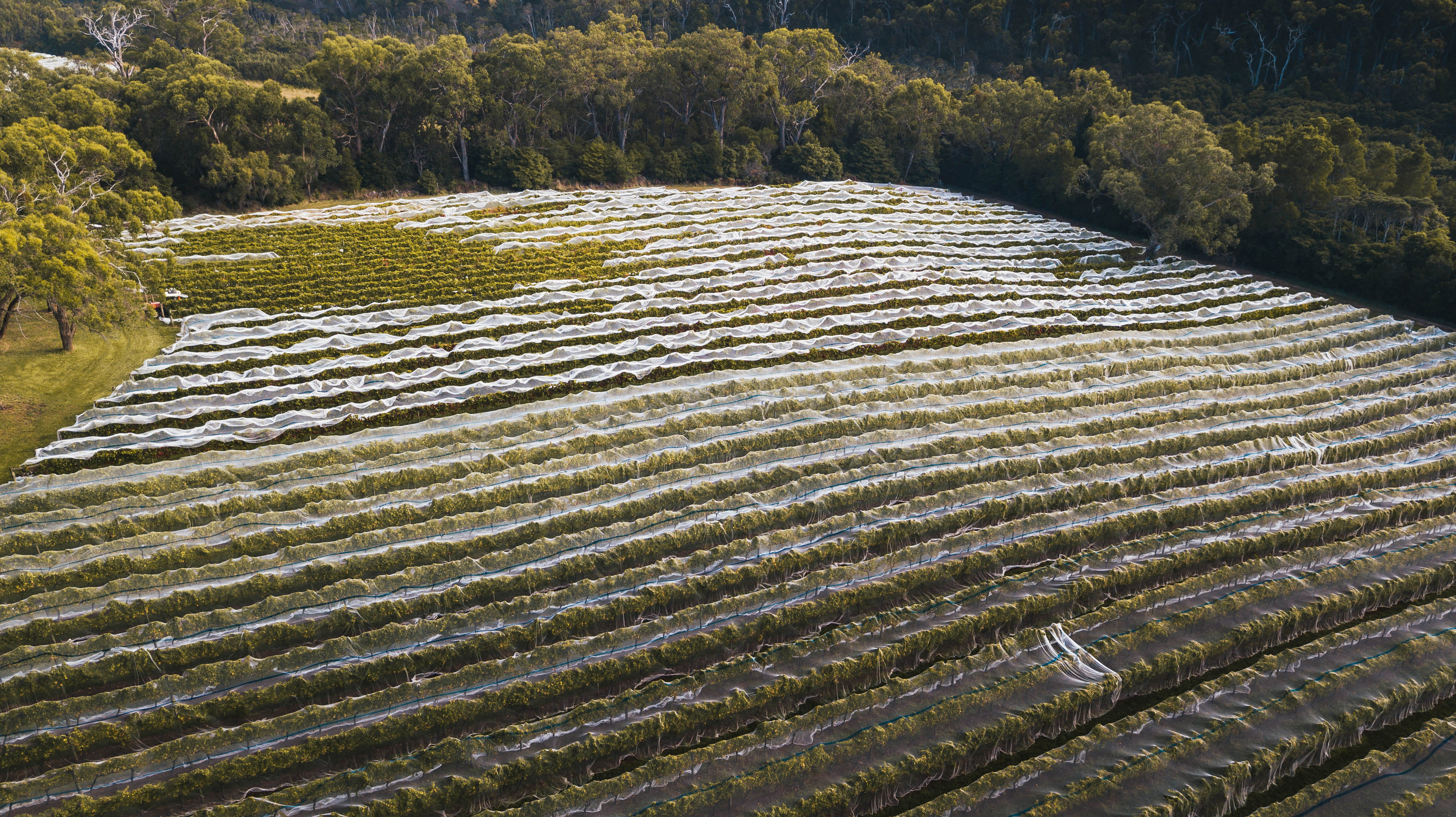 Family Vignettes vineyard aerial shot  